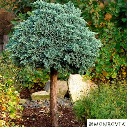 'Blue Star' Juniper | Juniperus squamata 'Blue Star'