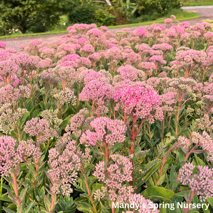 Carl Stonecrop | Sedum