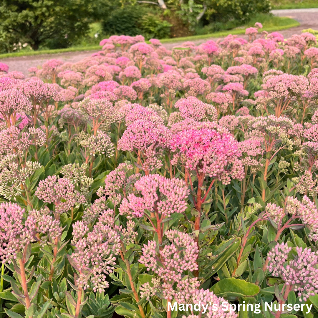 Carl Stonecrop | Sedum