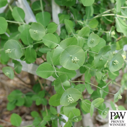 Kintzley's Ghost® Honeysuckle | Lonicera reticulata