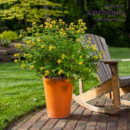 Pumpkin Hypericum | Hypericum inodorum 'Kolmapuki' PP24,576