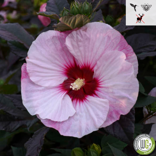 'Perfect Storm' Hibiscus | Rose Mallow
