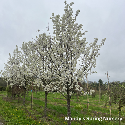 Aristocrat Pear | Pyrus calleryana 'Aristocrat'