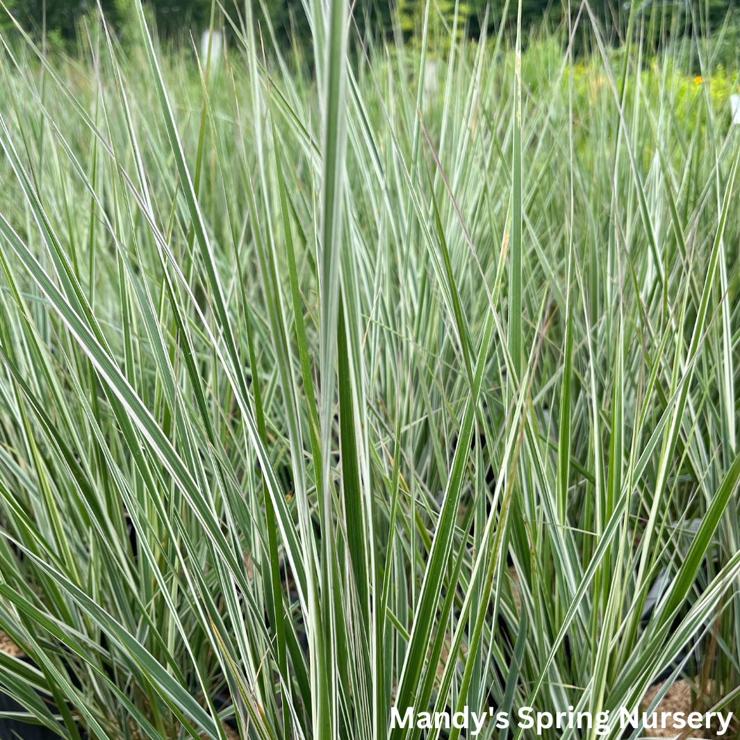 Hello Spring™' Feather Reed Grass | Calamagrostis acutiflora Hello Spr ...
