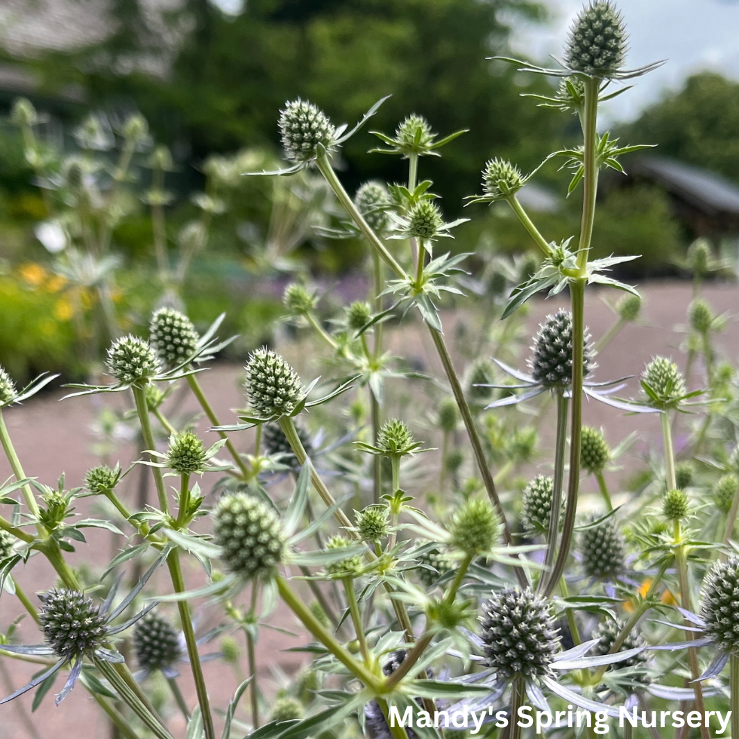 'Blue Glitter' Sea Holly | Eryngium 'Blue Glitter'