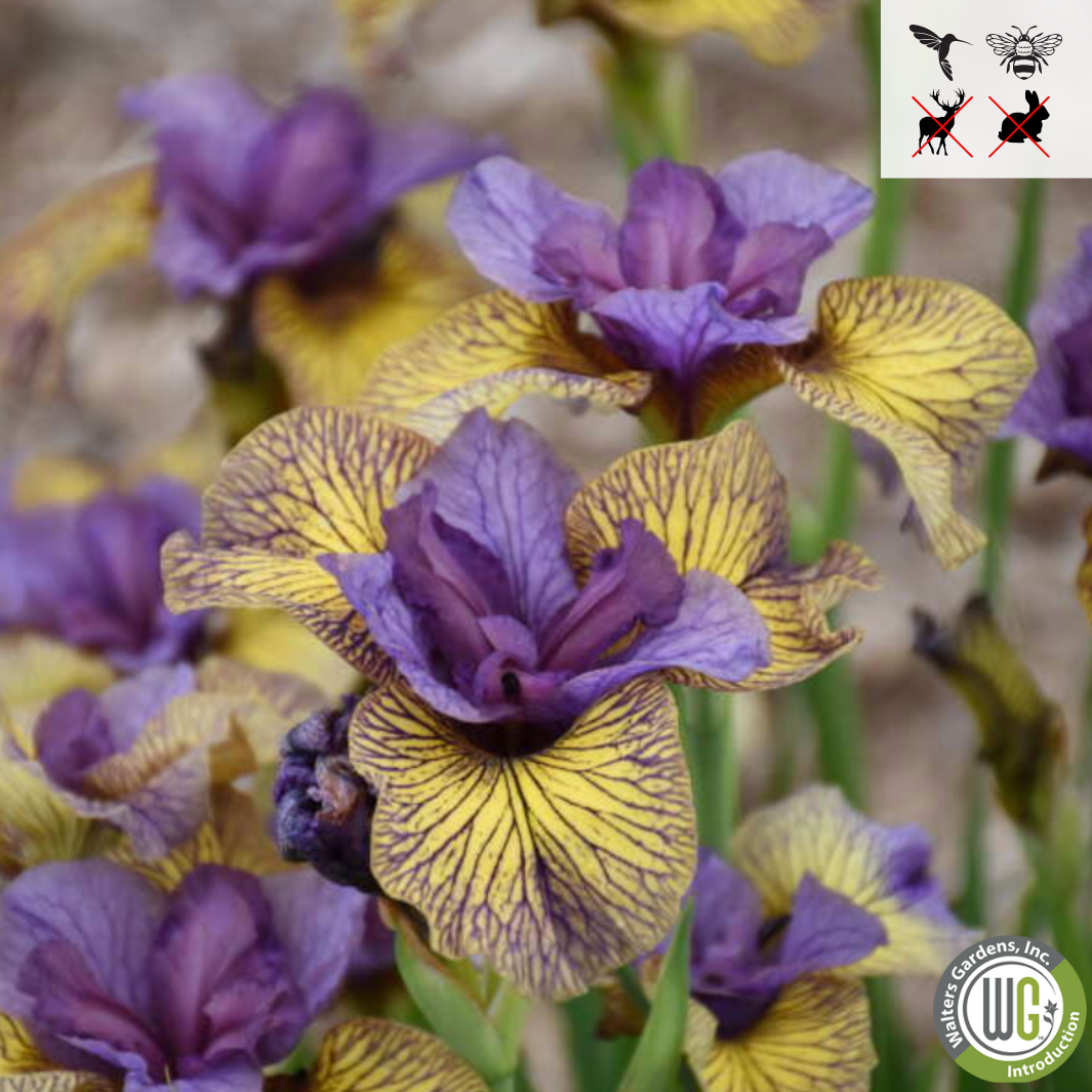 'Purring Tiger' Siberian Iris | Iris sibirica 'Purring Tiger'