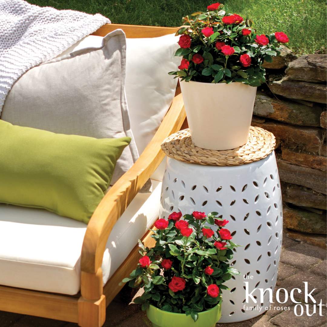 Petite Knock Out Rose | Rosa 'Petite Knock Out'