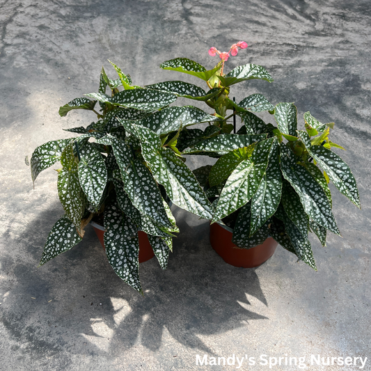 Double Dot Begonia | Begonia Maculata