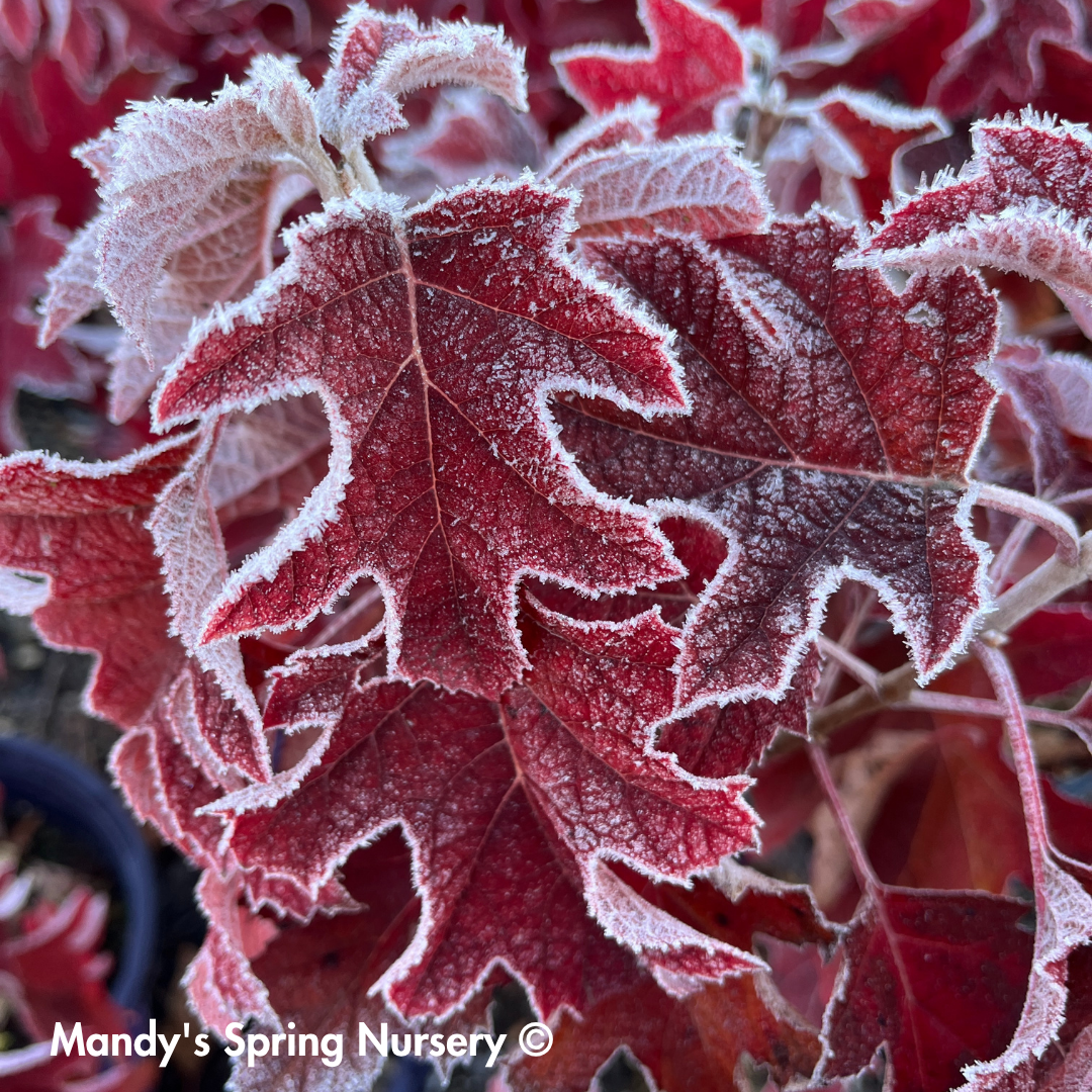 Jetstream Oakleaf Hydrangea | Hydrangea quercifolia
