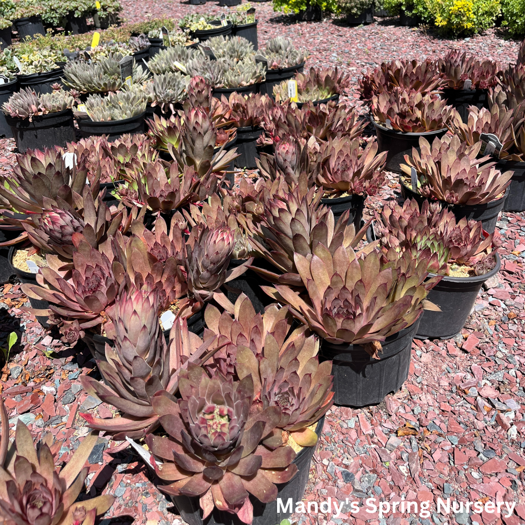 Assorted Hens & Chicks | Sempervivum