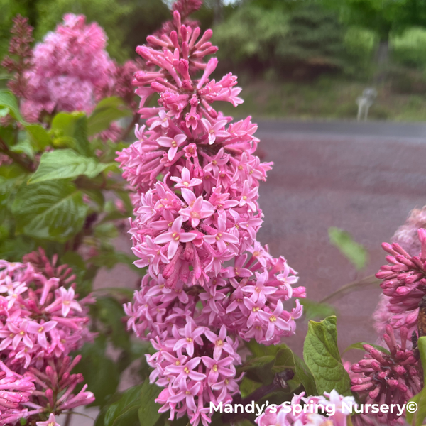 Miss Canada Lilac | Syringa – Mandy Spring Farm Nursery, Inc.