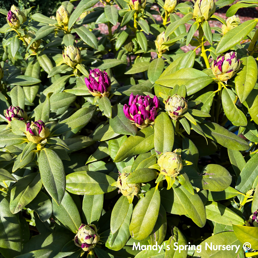 'Purple Passion' Rhododendron | Rhododendron 'Purple Passion'