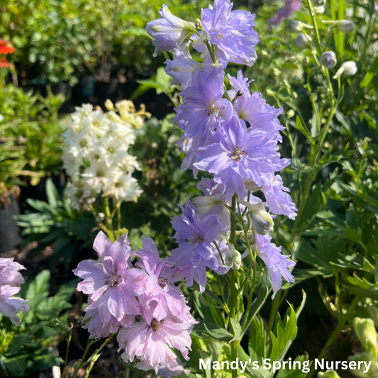 New Millenium Mini Stars Larkspur | Dwarf Hybrid Bee Delphinium