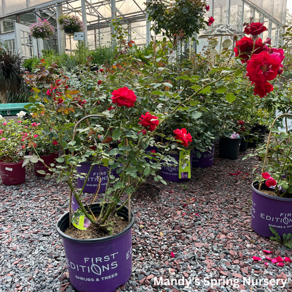 Ramblin' Red Rose Climbing Rose | Rosa