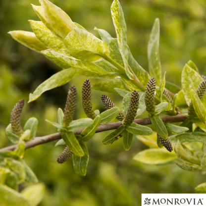 Hakuro Nishiki Willow Tree-Form | Salix integra 'Hakuro Nishiki'