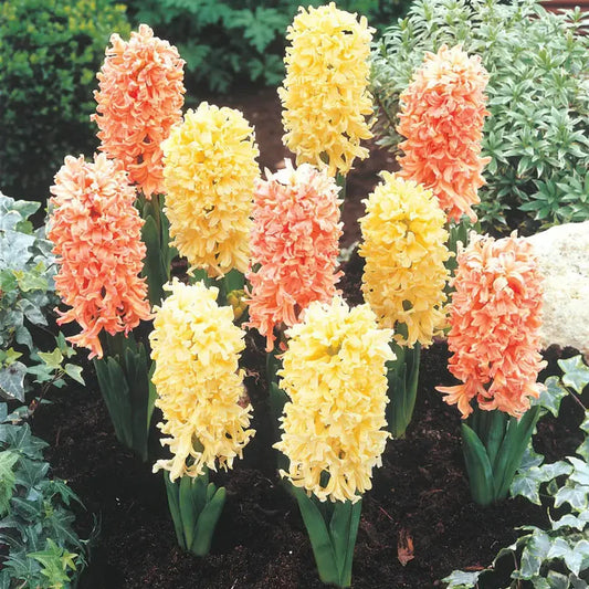 Gypsy Princess Hyacinth Mix