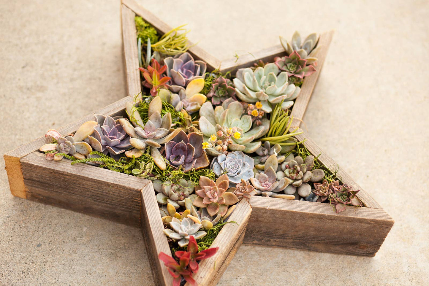 Rustic Star Reclaimed Wood Planter