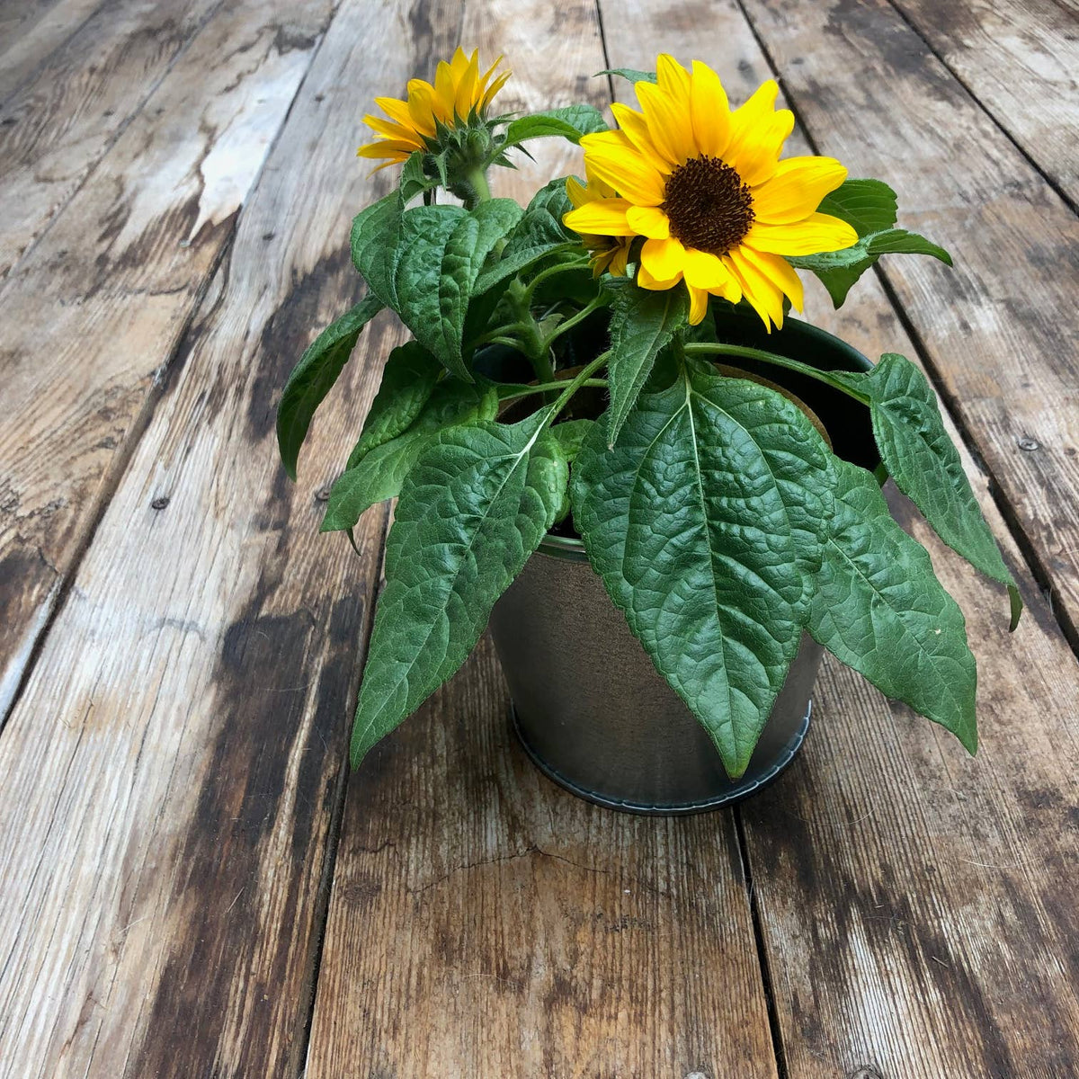 Garden Sprinkles - Grow Love Sunflower