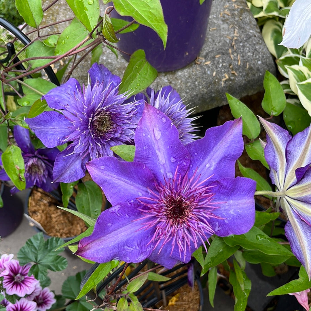 Multi-Blue | Clematis