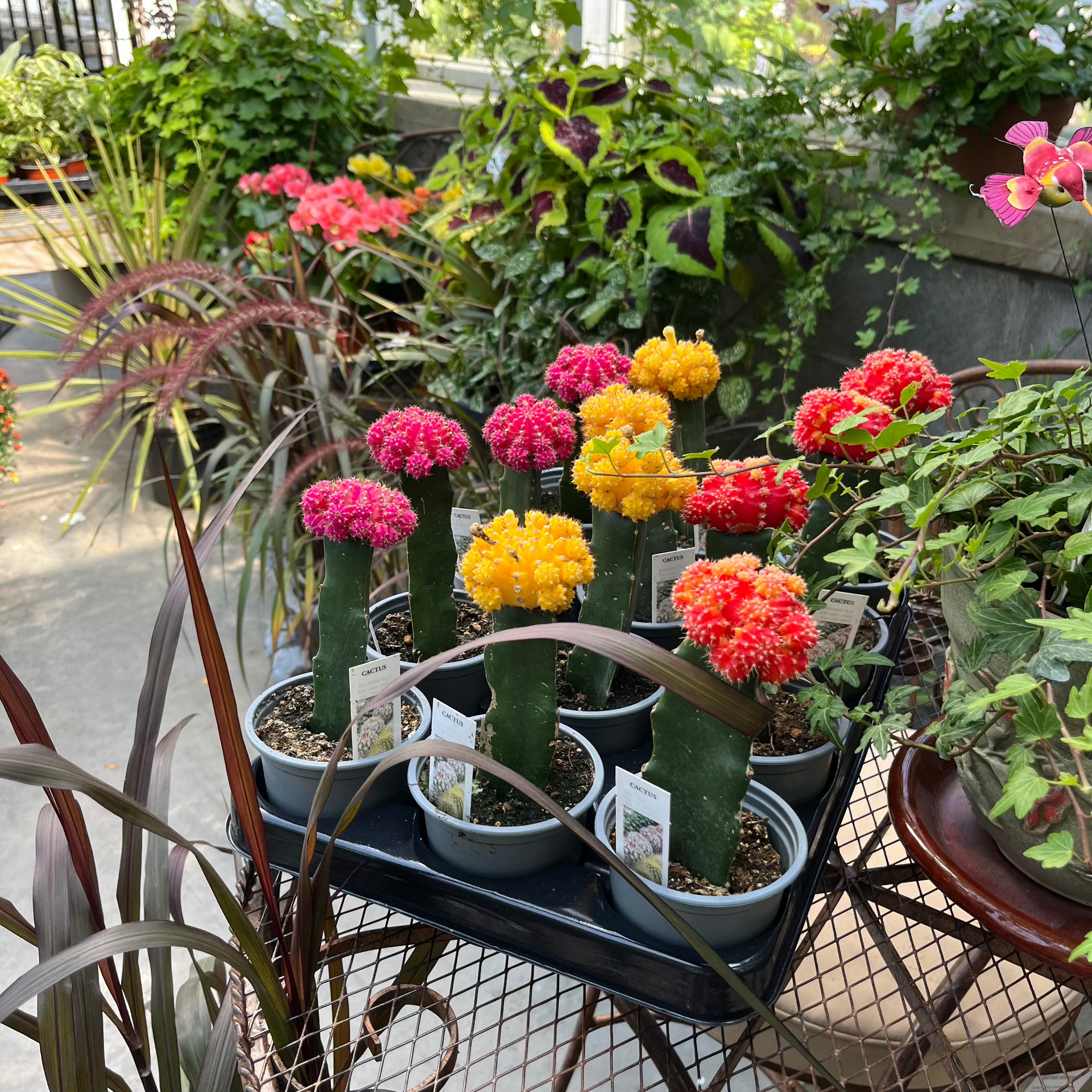 Cacti & Succulents (Assorted)