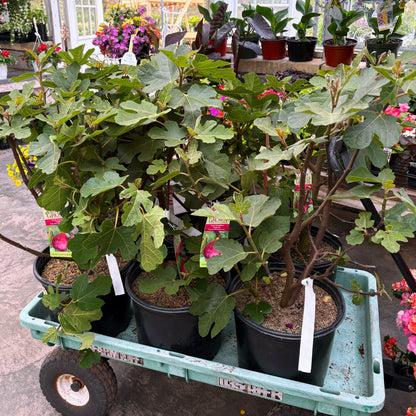 'Bensonhurst Purple' Chicago Hardy Fig | Ficus
