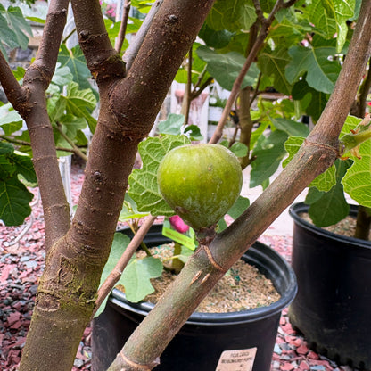 'Bensonhurst Purple' Chicago Hardy Fig | Ficus
