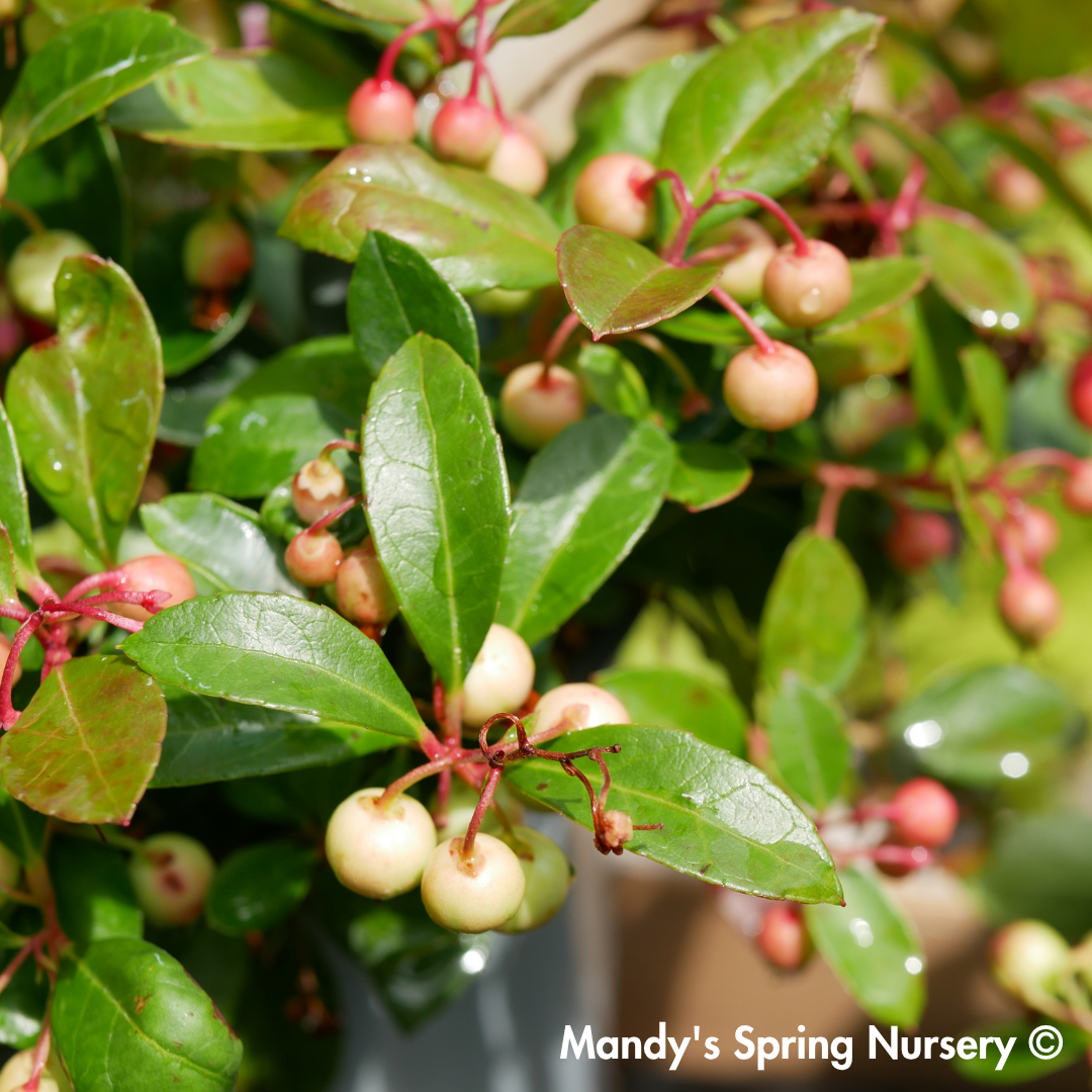 Redwood Checkerberry | Gaultheria procumbens