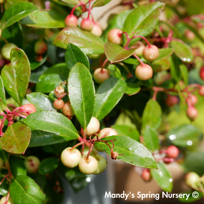 Redwood Checkerberry | Gaultheria procumbens