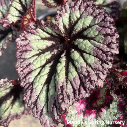 Painted Leaf Begonia | Begonia rex-cultorum