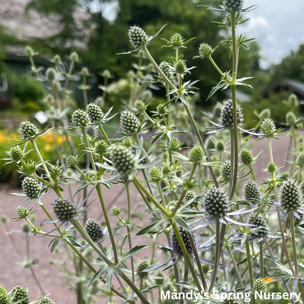 'Blue Glitter' Sea Holly | Eryngium 'Blue Glitter'