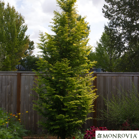 Amber Glow™Dawn Redwood Tree | Metasequoia glyptostroboides