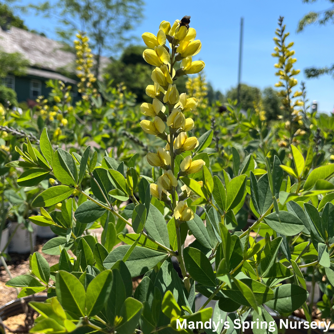 'Lemon Meringue' False Indigo | Baptisia 'Lemon Meringue'