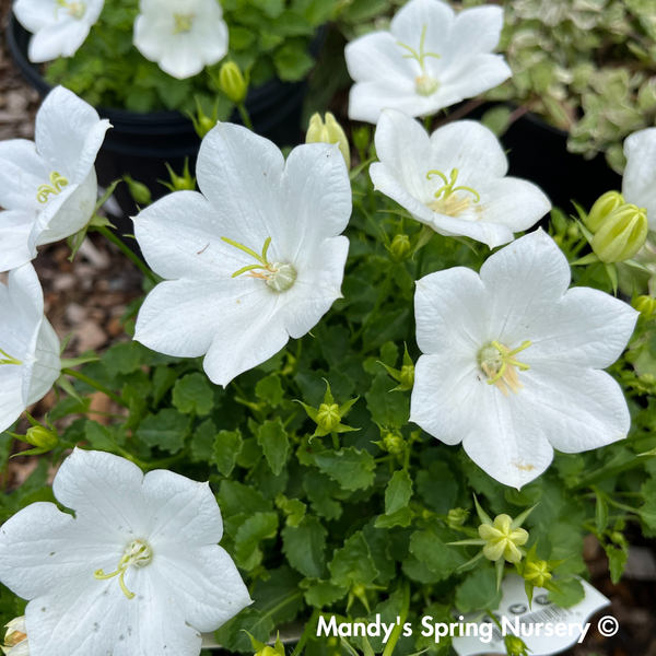 Rapido White Bellflower | Campanula carpatica – Mandy Spring Farm