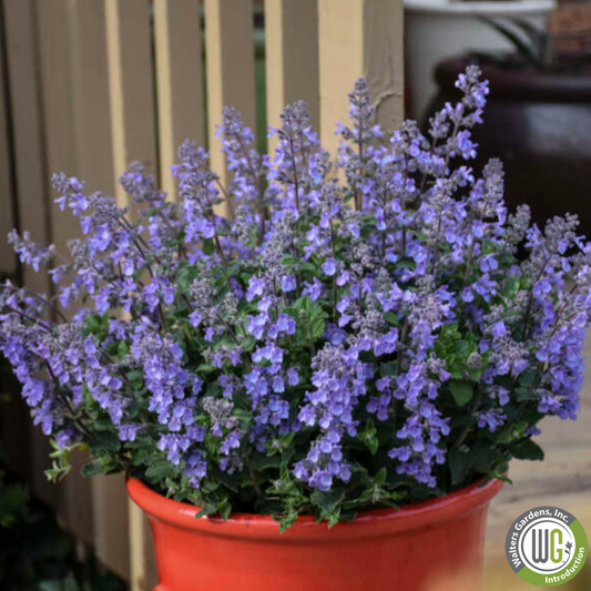 'Picture Purrfect' Catmint | Nepeta faassenii 'Purrsian Blue'