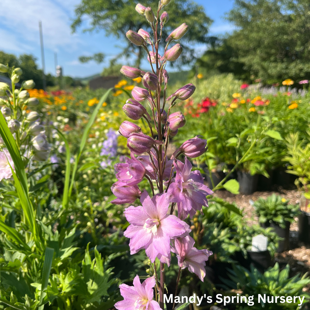 New Millenium Mini Stars Larkspur | Dwarf Hybrid Bee Delphinium