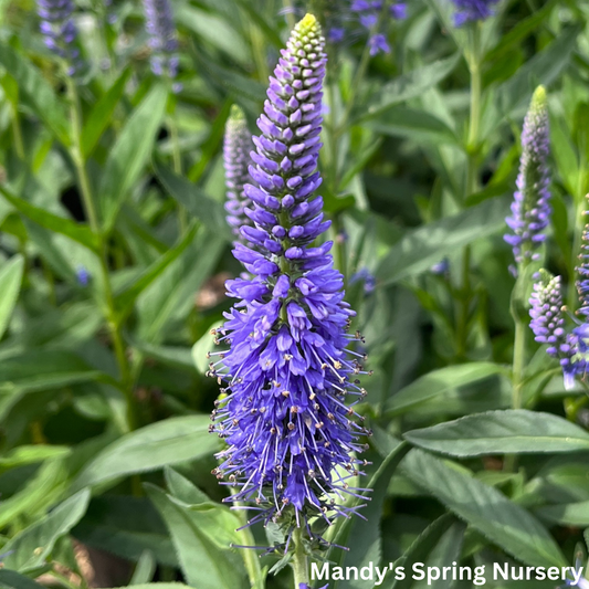 'Skyward™ Blue' Speedwell | Veronica longifolia 'Skyward™ Blue'