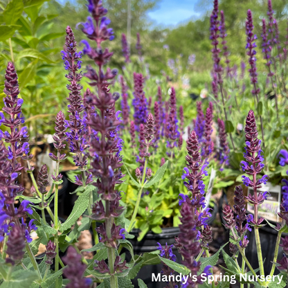 'Violet Riot' Garden Sage | Salvia nemerosa