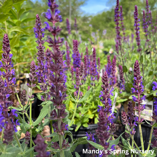 Violet Riot Garden Sage | Salvia nemerosa