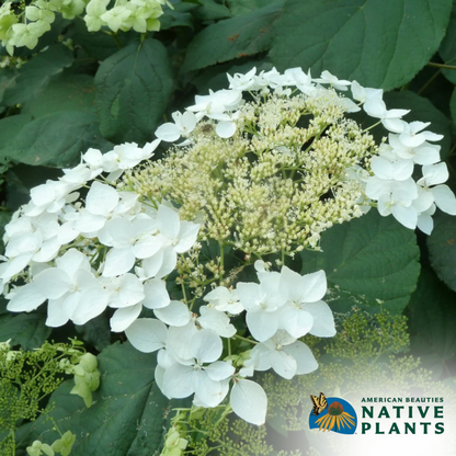 'Haas Halo' Hydrangea | Hydrangea Arborescens