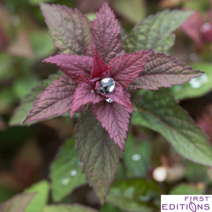 Superstar Spirea | Spiraea x bumalda