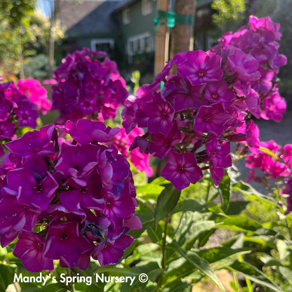 'Grape Lollipop' Garden Phlox | Phlox paniculata first edition Grape lollipop