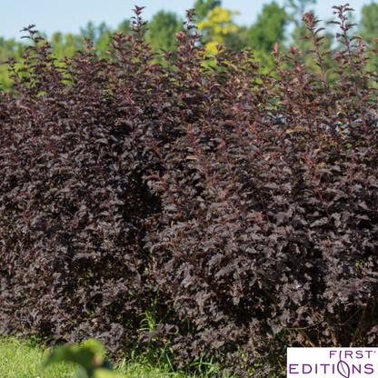 Fireside® Ninebark | Physocarpus opulifolius