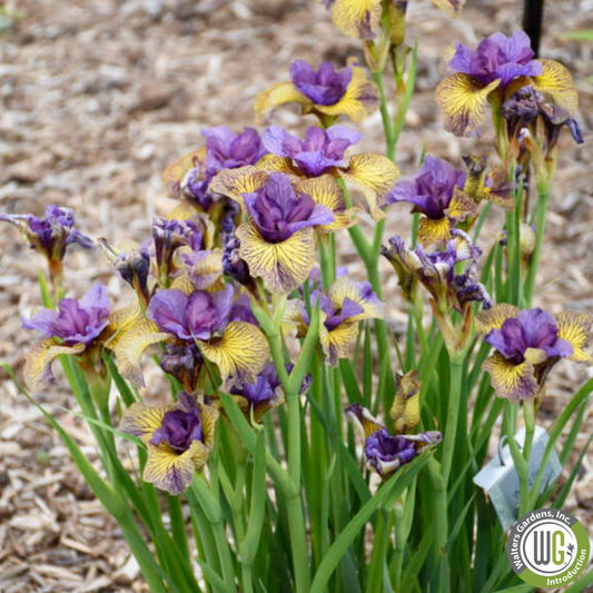 'Purring Tiger' Siberian Iris | Iris sibirica 'Purring Tiger'