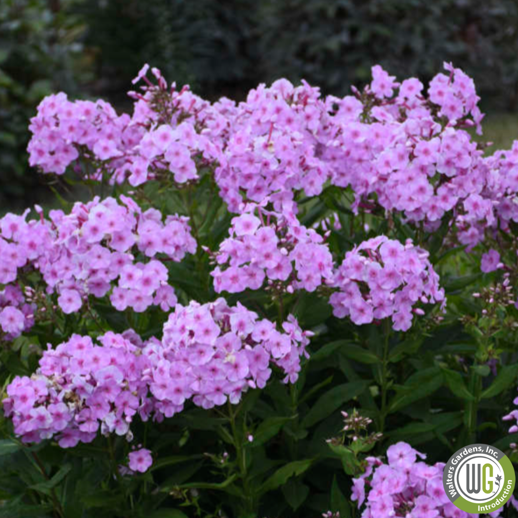 'Uptown Girl' Garden Phlox | Phlox paniculata 'Uptown Girl'