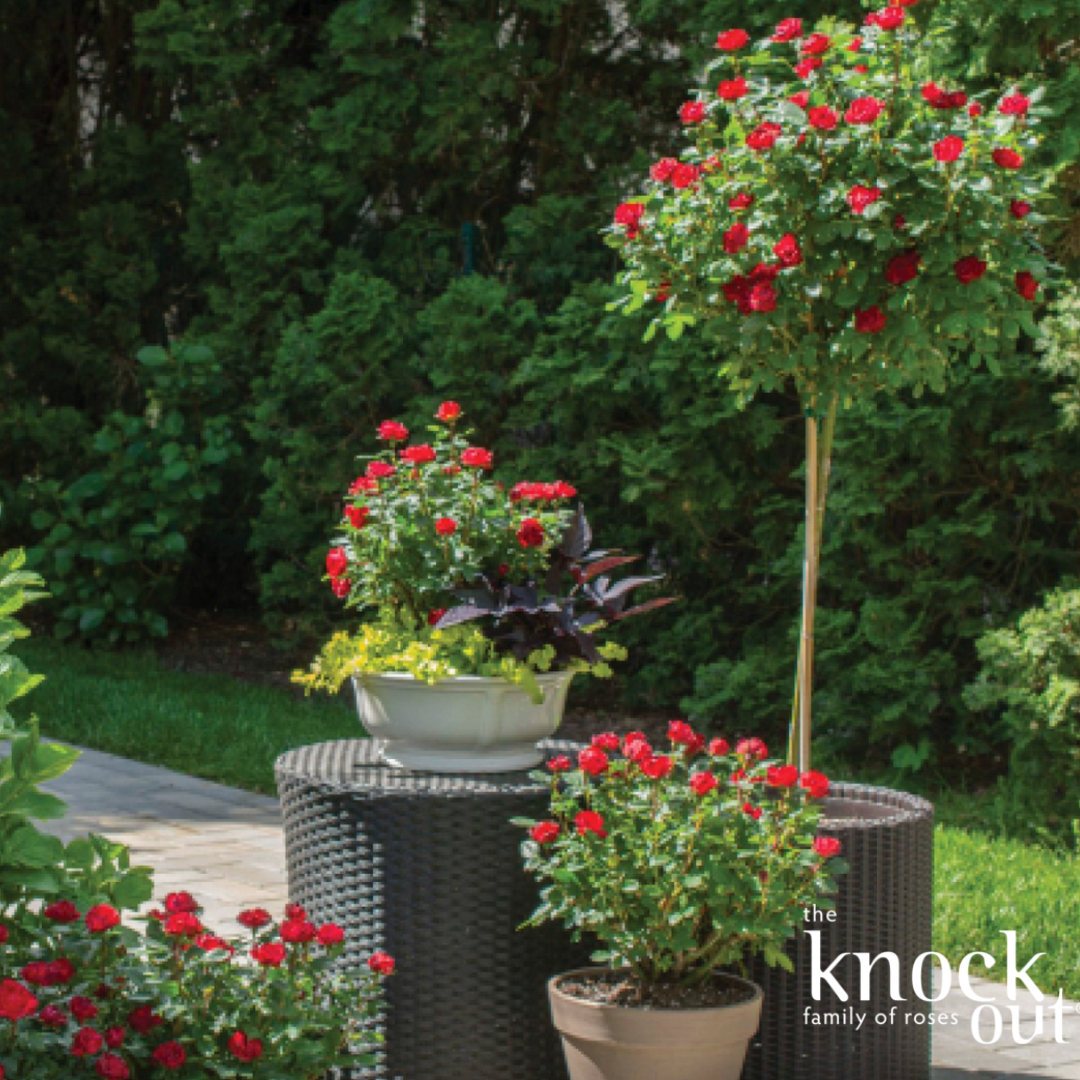 Petite Knock Out Rose | Rosa 'Petite Knock Out'