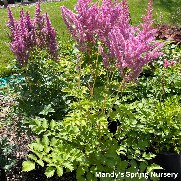Strawberry Cake Astilbe Astilbe chinensis Mandy Spring Farm Nursery