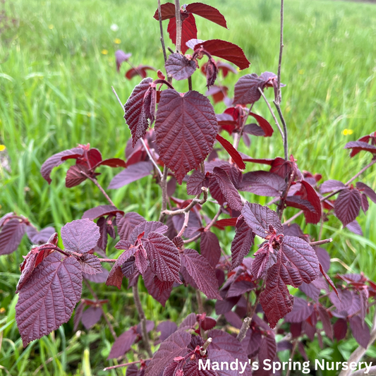 Purple-Leaf American Hazelnut | Corylus americana