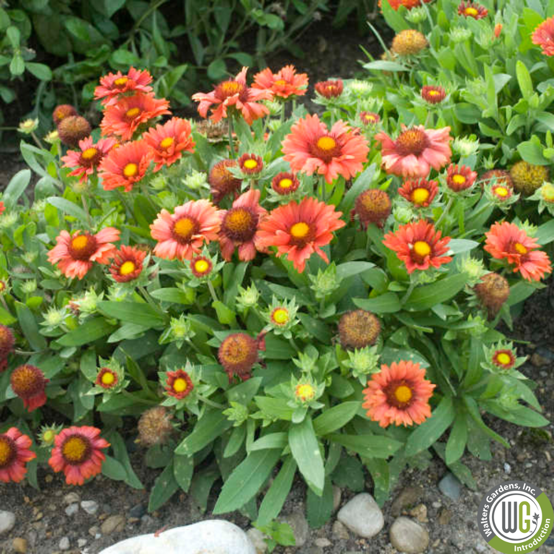 'Arizona Red Shades' Blanket Flower | Gaillardia aristata