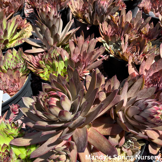 Assorted Hens & Chicks | Sempervivum