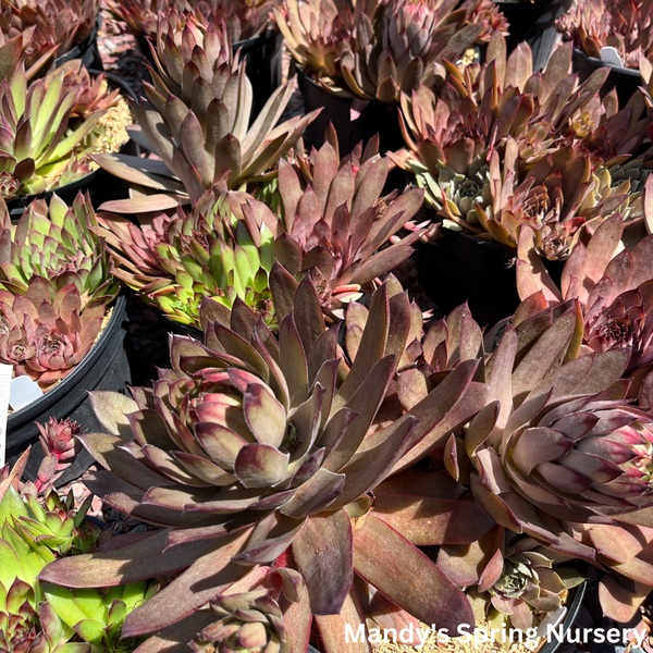 hens and chicks succulents for sale Assorted Hens & Chicks